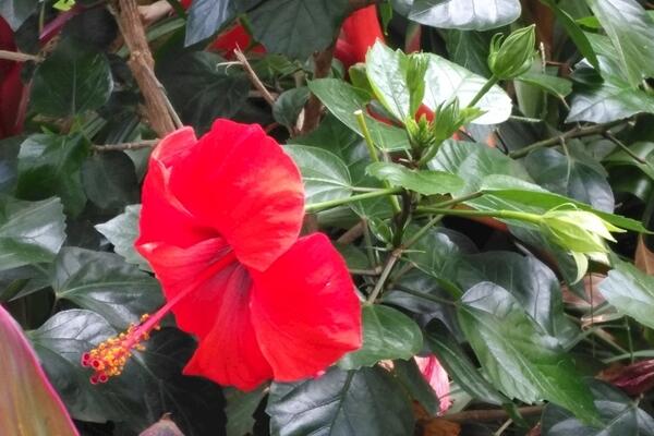 扶桑花怎么浇水,掌握四季浇水要点是关键