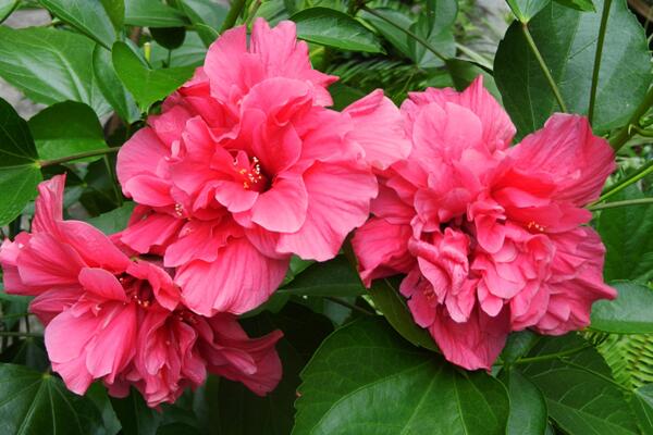 扶桑花怎么浇水,掌握四季浇水要点是关键