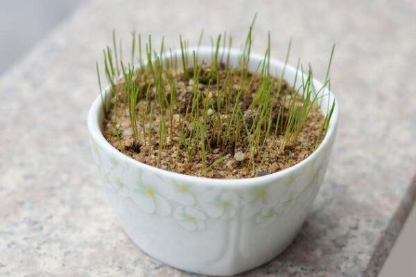 黑麦草种植方法,5步即可完成黑麦草的种植