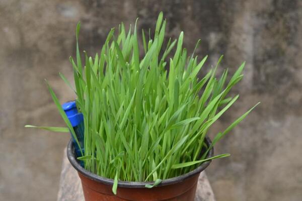 黑麦草种植方法,5步即可完成黑麦草的种植