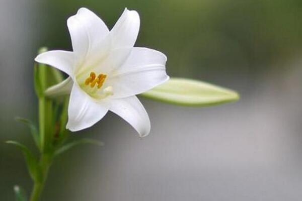 百合开花后怎么处理,及时修剪并适当追肥