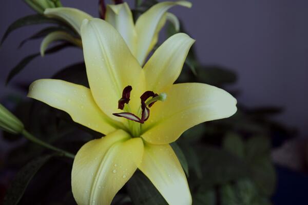 百合开花后怎么处理,及时修剪并适当追肥