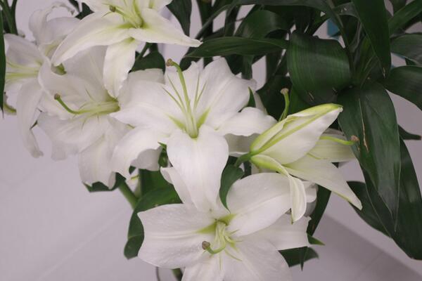 百合开花后怎么处理,及时修剪并适当追肥