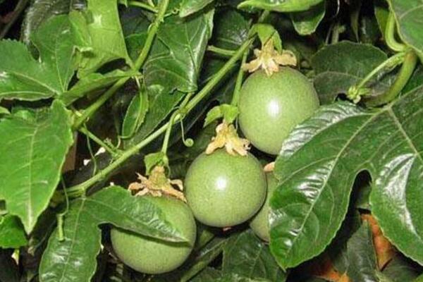 百香果如何种植,5步即可完成百香果的种植