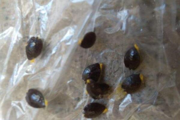 百香果如何种植,5步即可完成百香果的种植