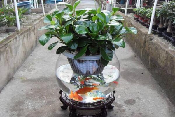 豆瓣绿可以水培吗,豆瓣绿水培详细步骤