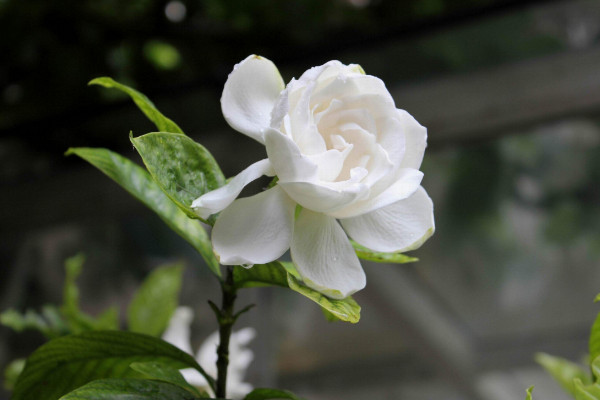 土培栀子花黄叶是什么原因,光温水肥条件养护不当