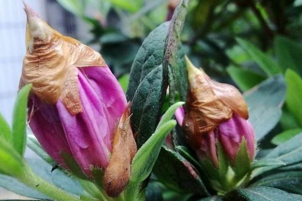 杜鹃花花苞干了怎么办,追施磷肥/增加通风