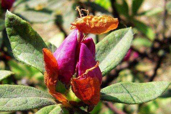 杜鹃花花苞干了怎么办,追施磷肥/增加通风