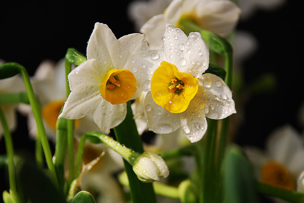 水仙花什么时候开花，春季1~3月份绽放