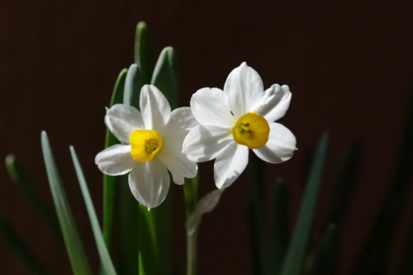 水仙花什么时候开花，春季1~3月份绽放