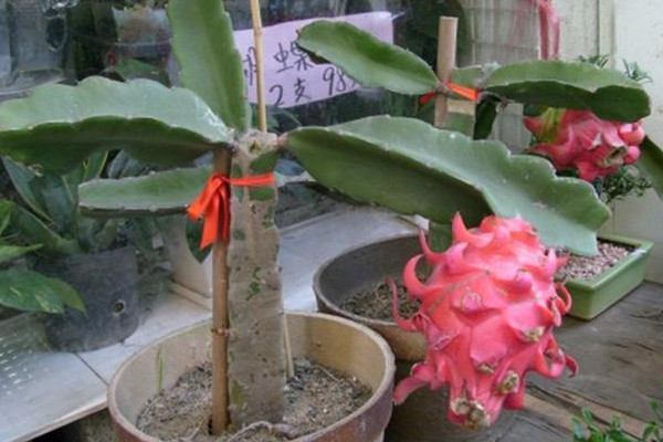 火龙果盆栽种植方法,选择合适盆土做好后续养护
