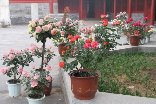 盆栽月季花的养殖方法,保证每天6小时的光照时间