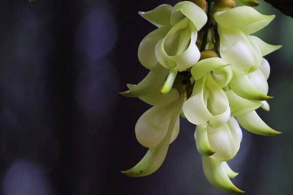 禾雀花怎么养,禾雀花养殖小技巧