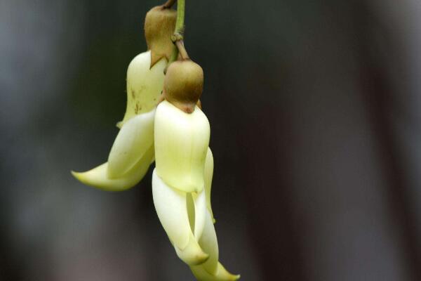 禾雀花怎么养,禾雀花养殖小技巧