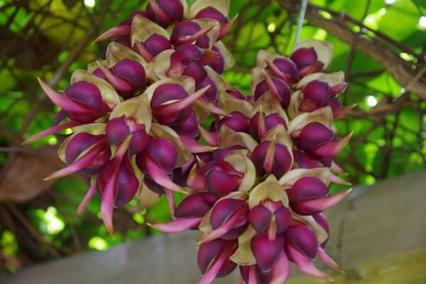 禾雀花怎么养,禾雀花养殖小技巧