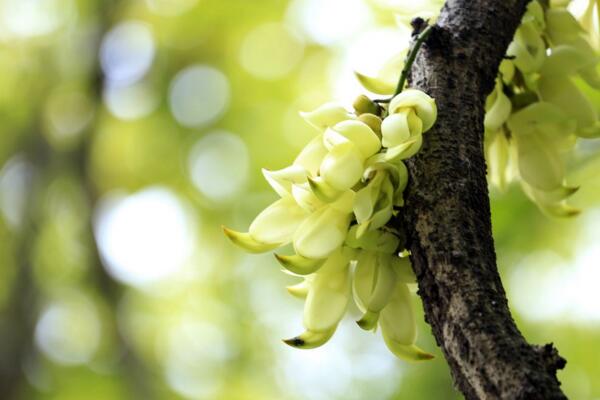 禾雀花怎么养,禾雀花养殖小技巧
