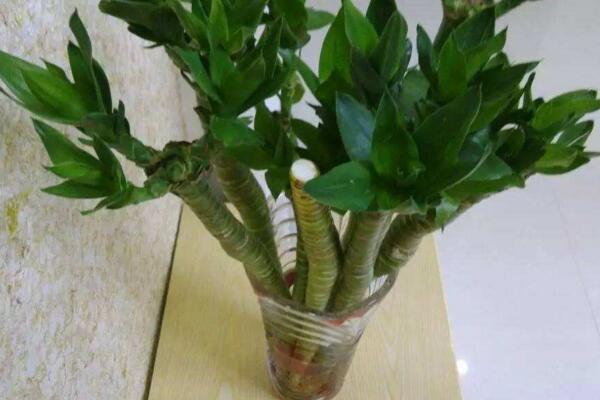 荷花竹可以水培吗,荷花竹水培方法详解
