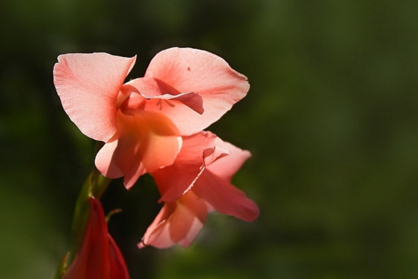 唐菖蒲种球种植方法，要将种球浸泡消毒