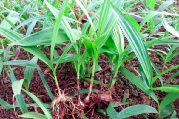 白芨种植技术，4步即可完成白芨的种植