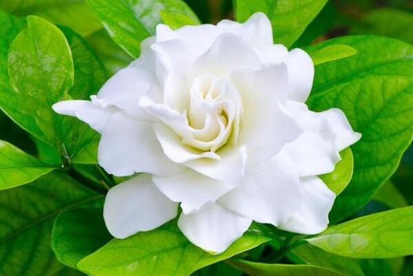 大叶栀子花的养殖方法和注意事项,使用疏松肥沃的微酸性土壤养护