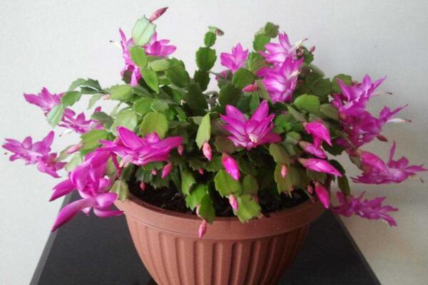 刚买回家的花应该怎么养,控制好光照、浇水以及施肥