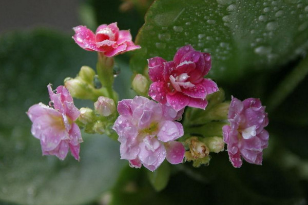 长寿花怎么不开花，光照不足浇水不当