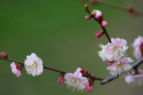梅花和桃花的区别,花期/花色/花瓣/叶子不同