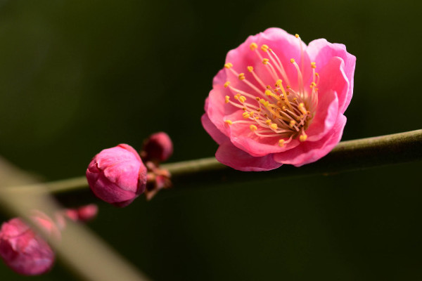 梅花和桃花的区别,花期/花色/花瓣/叶子不同