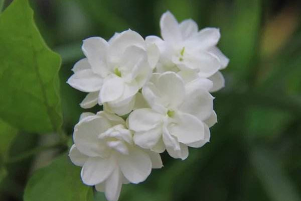 家里为什么不能种茉莉,香味过浓寓意不好