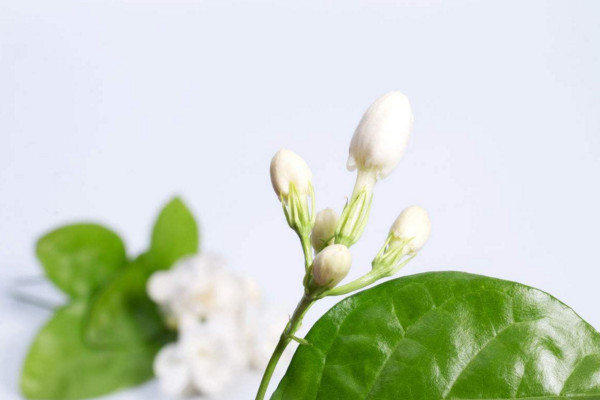 家里为什么不能种茉莉,香味过浓寓意不好