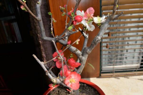 梅花盆景如何换盆,春季换盆成活率最高