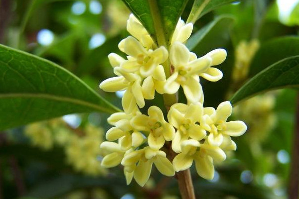 家里为什么不能种桂花,寓意不吉香味过浓