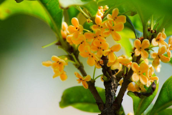 家里为什么不能种桂花,寓意不吉香味过浓