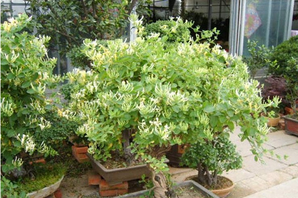 金银花盆栽养殖方法和注意事项,浇水见干见湿需遮蔽强光