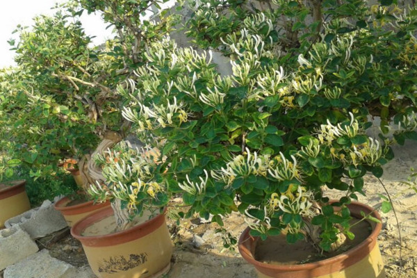 金银花盆栽养殖方法和注意事项,浇水见干见湿需遮蔽强光