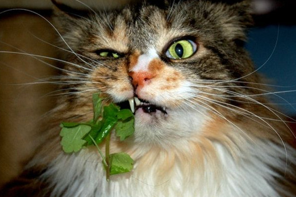 猫薄荷和薄荷的区别,猫薄荷更受猫科动物喜欢