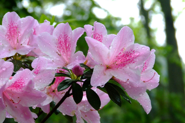 杜鹃花叶子发黑干枯怎么办,适当停止浇水遮蔽强光