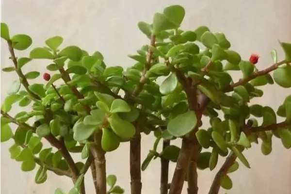 金枝玉叶怎么养才开花,保持昼夜温差在10℃左右