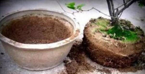 盆栽山茶花怎么养,茶花日常养护5大技巧