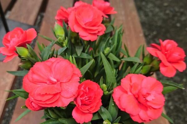 盆栽山茶花怎么养,茶花日常养护5大技巧
