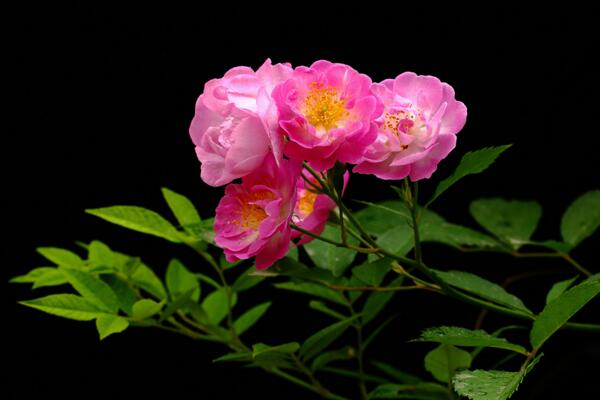 蔷薇不开花怎么办，加强光照并补充养分