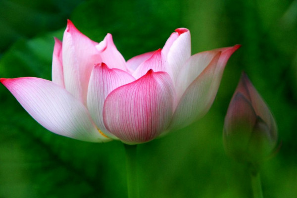 莲花的花语,纯洁/爱情/和美/友谊
