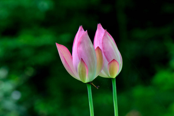 莲花的花语,纯洁/爱情/和美/友谊