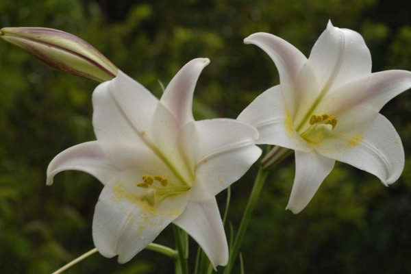 百合花放在卧室好吗，不好/花香过浓容易导致过敏