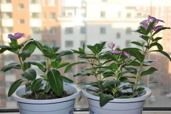 四季梅在室内养开花吗,可以开花必须要保证光照充足