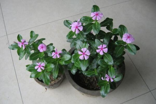 四季梅在室内养开花吗,可以开花必须要保证光照充足