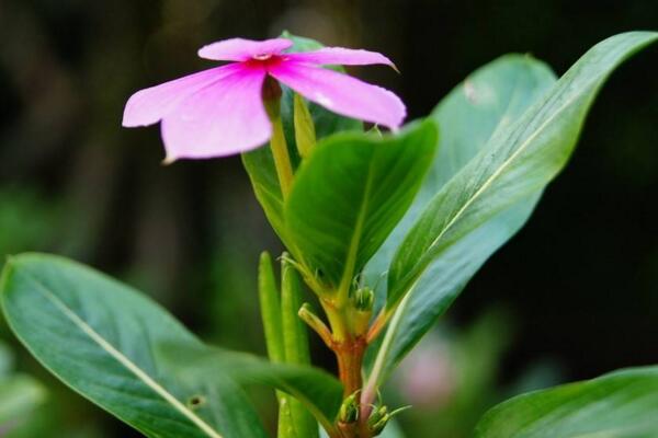 四季梅在室内养开花吗,可以开花必须要保证光照充足