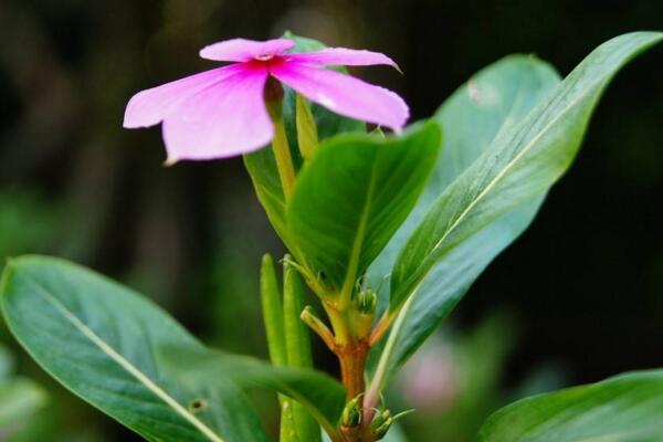 四季梅在室内养开花吗，可以开花必须要保证光照充足