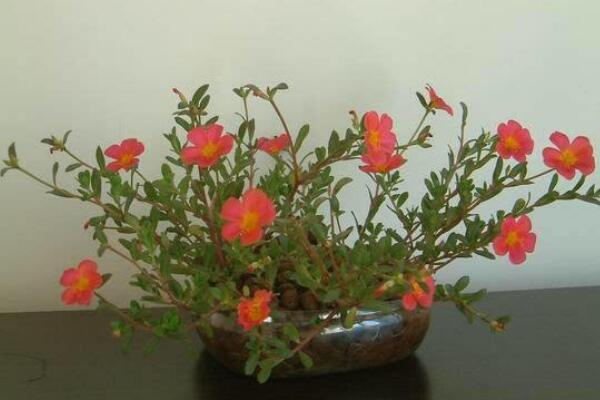 太阳花可以水培吗,掌握正确的方法才是关键